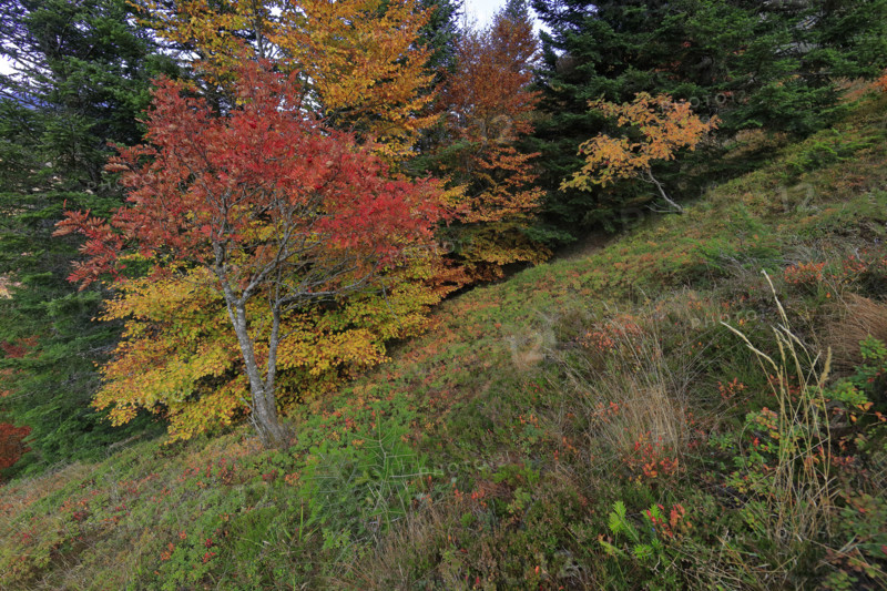 Sorbiers en automne dans le massif du Mont Lozère