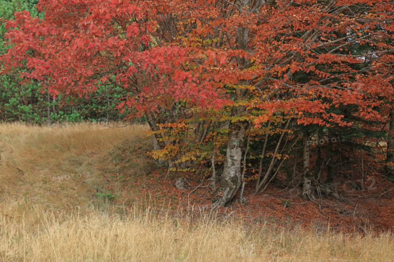 Sorbiers en automne dans le massif du Mont Lozère