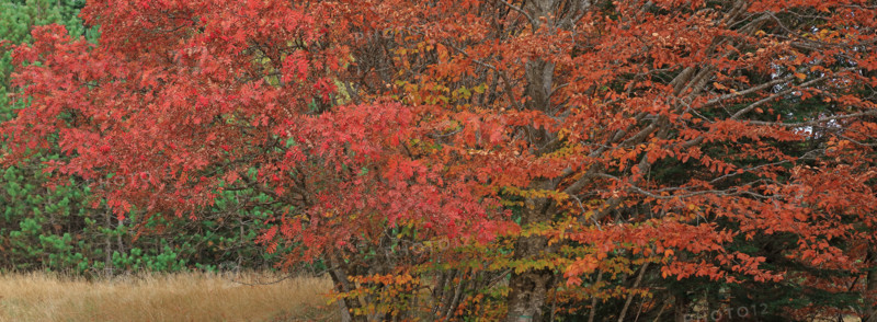 Sorbiers en automne dans le massif du Mont Lozère