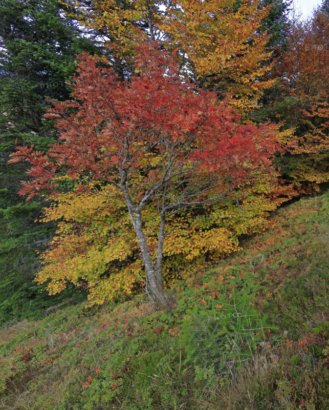 Sorbiers en automne dans le massif du Mont Lozère