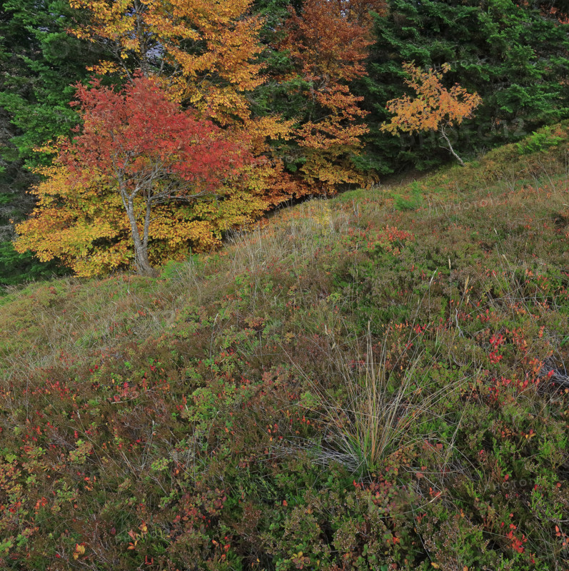 Sorbiers en automne dans le massif du Mont Lozère