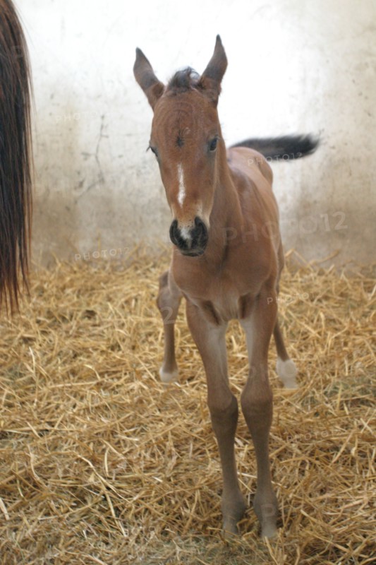 France, Normandie, orne, haras du pin, nonant le pin, jeune poulain, ecurie,