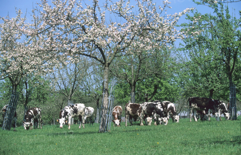 France, pays d'auge
