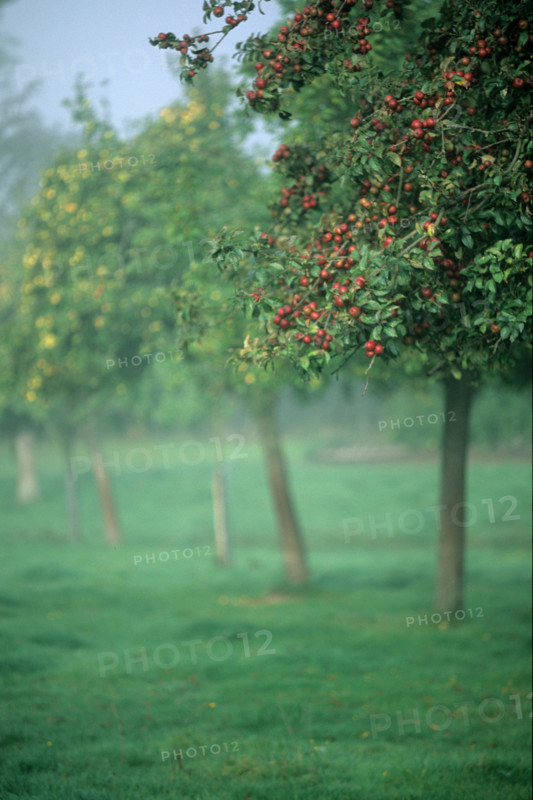 France, Normandie, calvados, pommes a cidre, pays d'auge,