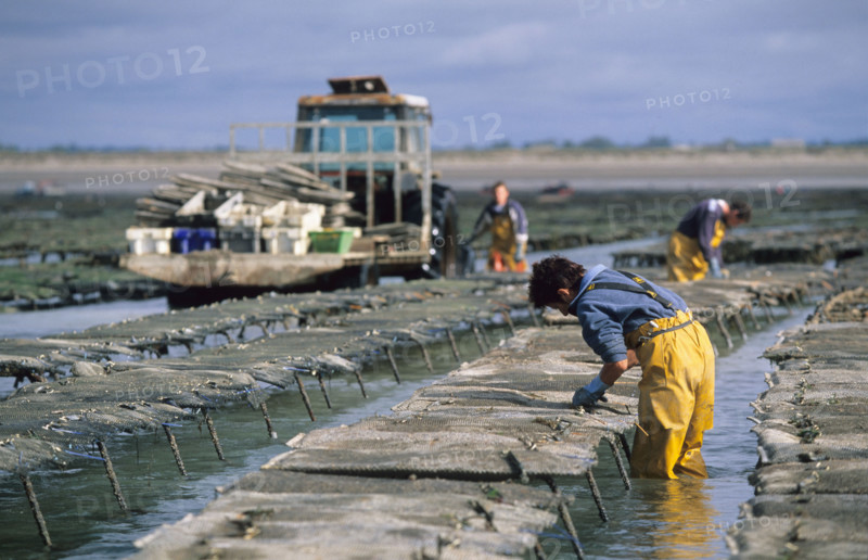 France, Normandie, Manche, Cotentin, blainville sur mer, ostreiculture, parcs a huitres de gerard mace, ouvriers au travail,