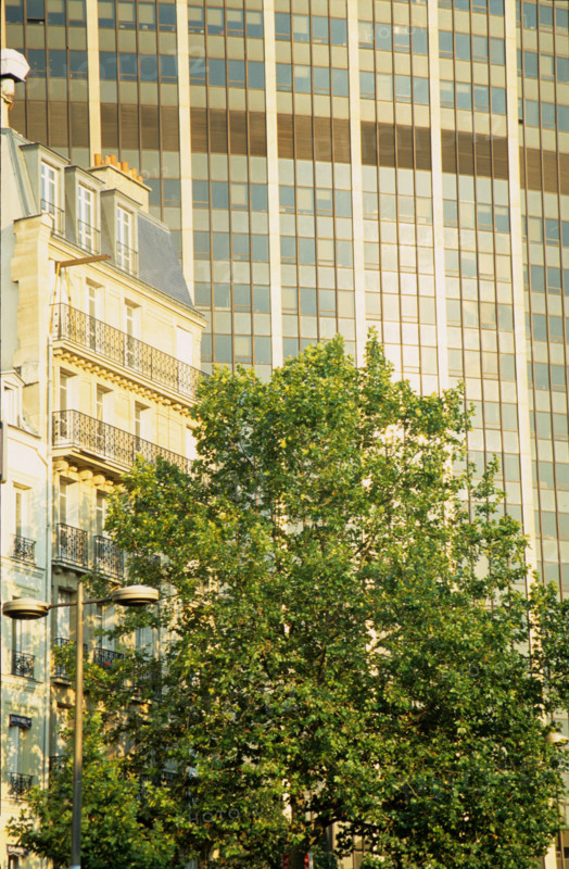 france, Paris 15, Tour Montparnasse, soleil couchant, arbre, immeuble, avenue du maine,