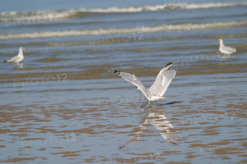 France, Basse Normandie, calvados, cabourg, plage, goeland, oiseau marin, maree basse, mouette,