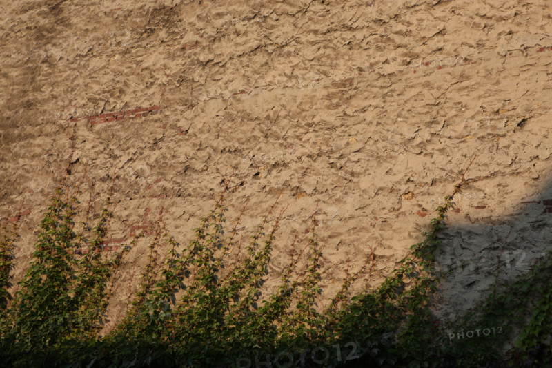 France, Basse Normandie, calvados, cote fleurie, deauville, detail de vegetatin sur un mur, habitat, nature,