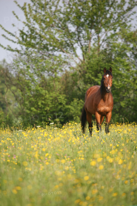 France, pays d'auge