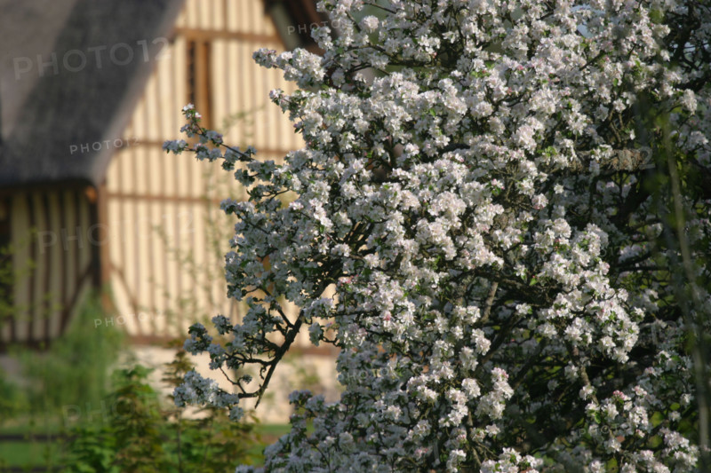 France, pays d'auge