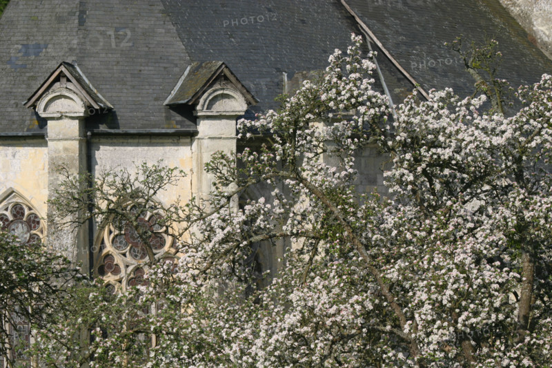 France, Basse Normandie, calvados, pays d'auge, saint hymer, route des douets, pommier en fleurs, verger, prieure
