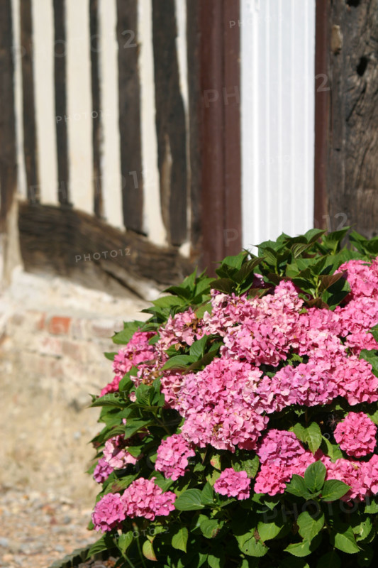 France, Basse Normandie, calvados, pays d'auge, hortensias, colombages, pans de bois, fleurs, maison,