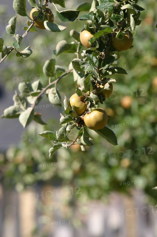 France, Basse Normandie, calvados, pays d'auge, pommes, pommiers, fruits a cidre, verger, arbres fruitiers,