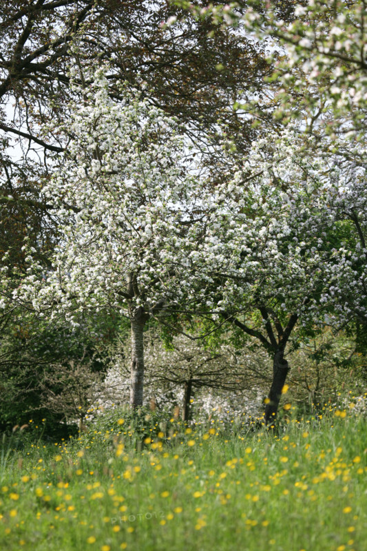 France, pays d'auge
