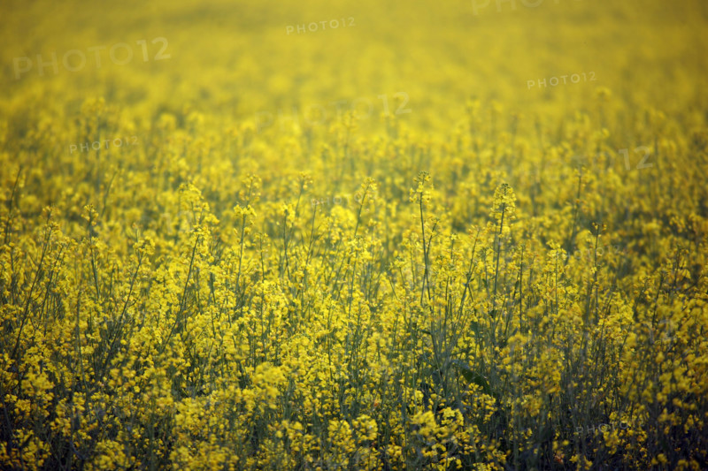 France, Normandie, Calvadosl, pays d'auge, champ de colza, agriculture, saint gatien des bois