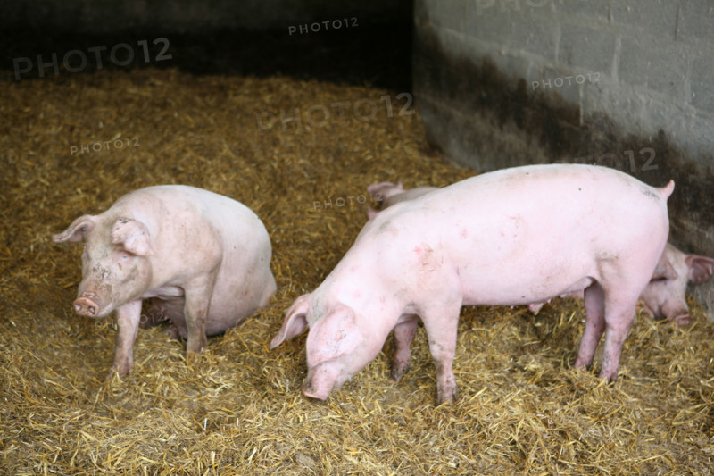 France, Basse Normandie, Calvados, danvou la ferriere, ferme de linoudel, famille Picard, porcs, cochons, charcuterie, produits fermiers,