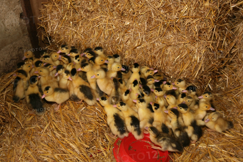 France, Basse Normandie, Calvados, danvou la ferriere, ferme de linoudel, famille Picard, canetons, foie gras,