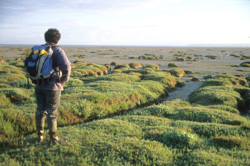 France, Normandie, Manche, baie du Mont-Saint-Michel, polders et guide des chemins de la Baie, vegetation, maree basse,