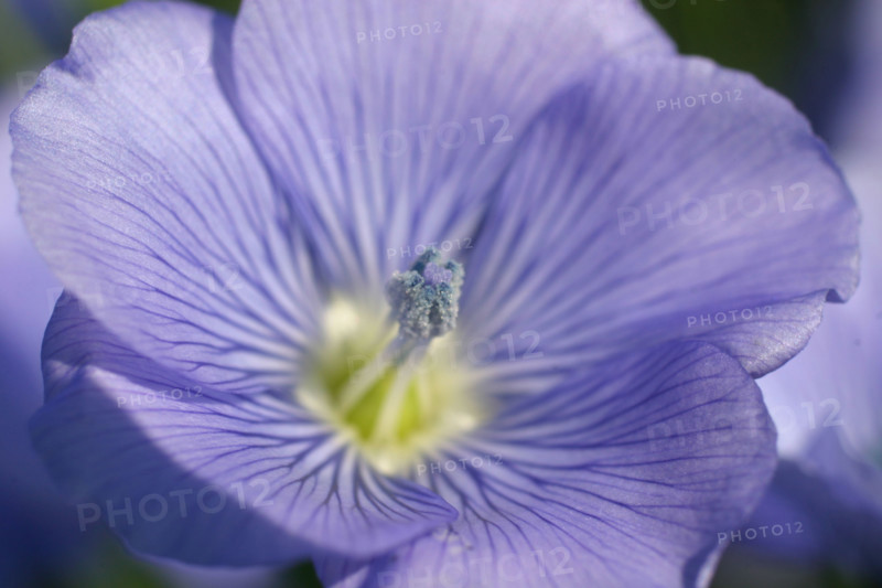 France, flax flower