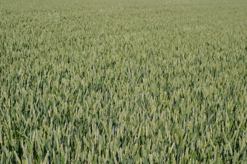 France, Haute Normandie, eure, agriculture, champs cultives, ble vert, cereales,