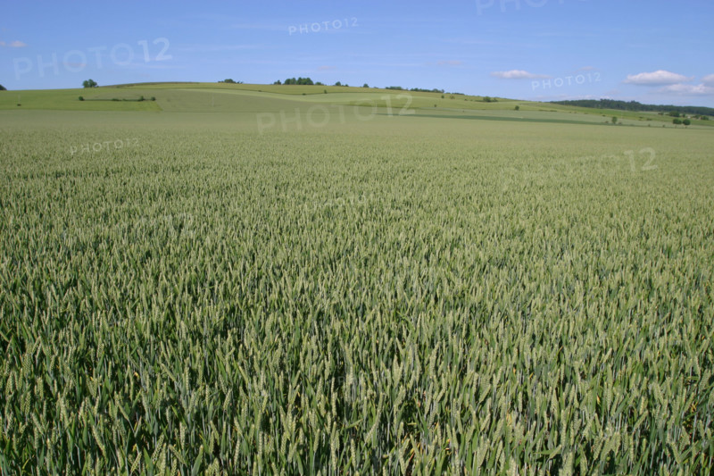 France, Haute Normandie, eure, agriculture, champs cultives, ble vert, cereales, environs de pacy sur eure,