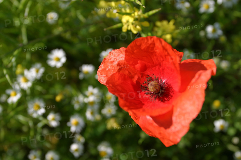 France, ecouis