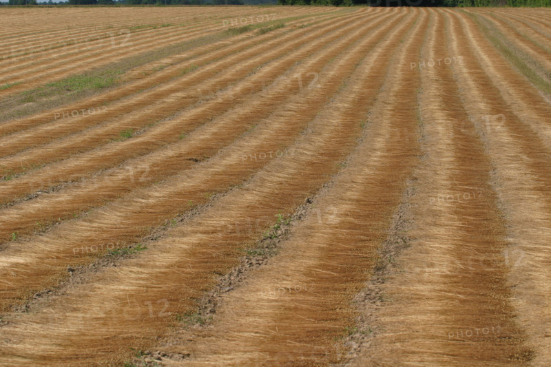 France, flax growing