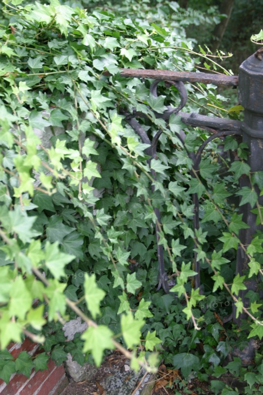 France, Haute Normandie, eure, bord de la voie verte bernay broglie, nature, vegetation, feuilles, nature,