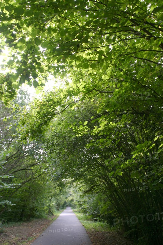 France, Haute Normandie, eure, bord de la voie verte bernay broglie, nature, vegetation, feuilles, nature,