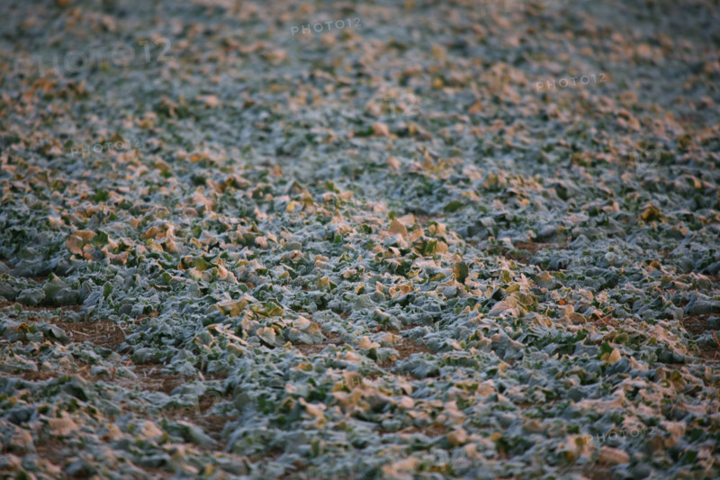 France, frozen ground at gauciel