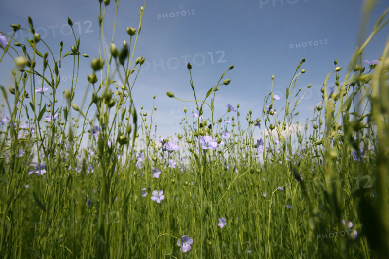 France, Haute Normandie, pres du Neubourg, champ de lin en fleurs, ciel, agriculture, liniculture, textile,