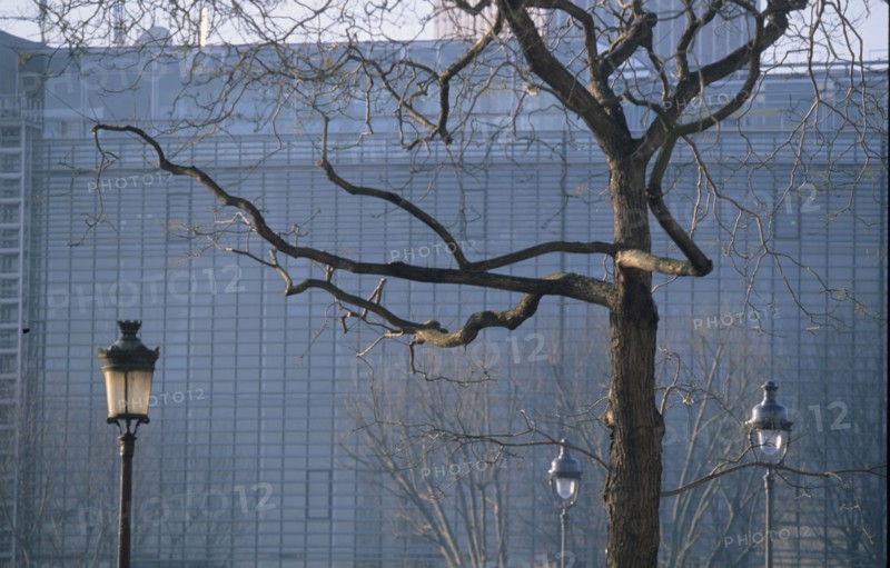 Paris, l'arbre et la ville