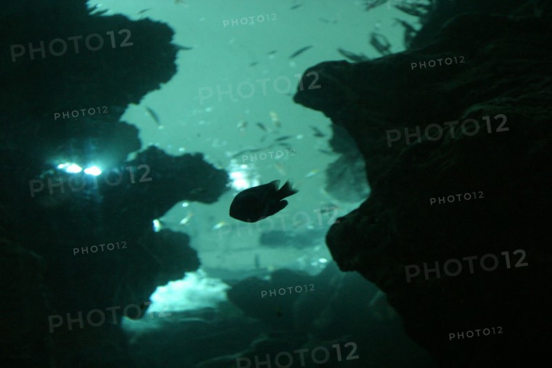 France, Normandie, Manche, Cherbourg, cite de la mer, aquarium recreant la faune d'une faille tropicale, poisson, eau, figure visage,