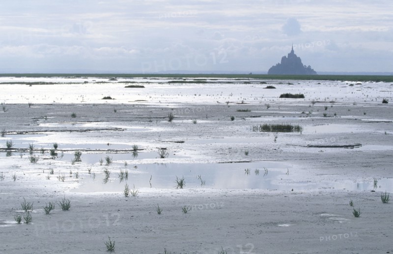 France, Normandie, Manche, baie du Mont-Saint-Michel, maree basse, vegetation, salicorne, polders, Ille et Vilaine,