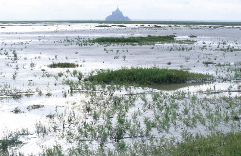 France, Normandie, Manche, baie du Mont-Saint-Michel, maree basse, vegetation, salicorne, polders, Ille et Vilaine,