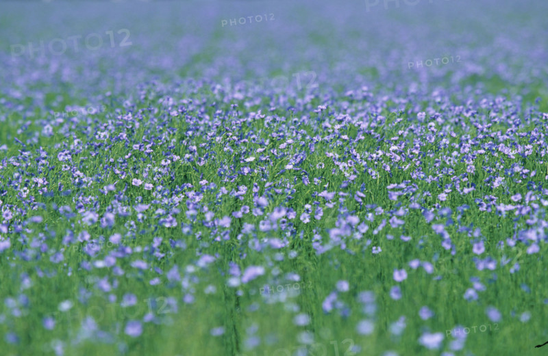 France, blossoming flax field