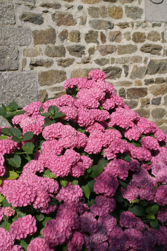 France, Basse Normandie, Manche, heugueville sur sienne, chambre d'hotes a la ferme, enfant 4 ans et sa mere a la fenetre, personnages autorises, hortensias, mur de pierre habitat traditionnel,