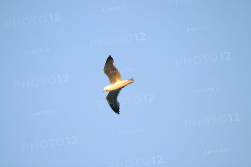France, Normandie, Manche, baie du Mont-Saint-Michel, goeland en vol, ciel bleu,