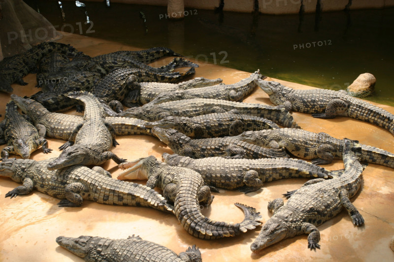 France, Normandie, Manche, baie du Mont-Saint-Michel, beauvoir, Alligator Bay, reptilarum, crocodiles: reptiles, caimans,