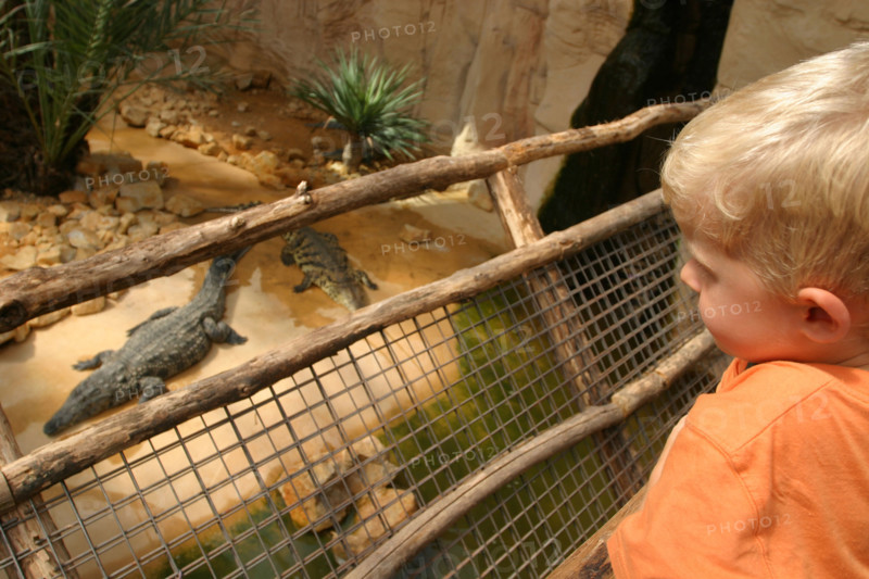 France, Normandie, Manche, baie du Mont-Saint-Michel, beauvoir, Alligator Bay, reptilarum, crocodiles: reptiles, caimans, enfant de 4 ans felix, personnage autorise,