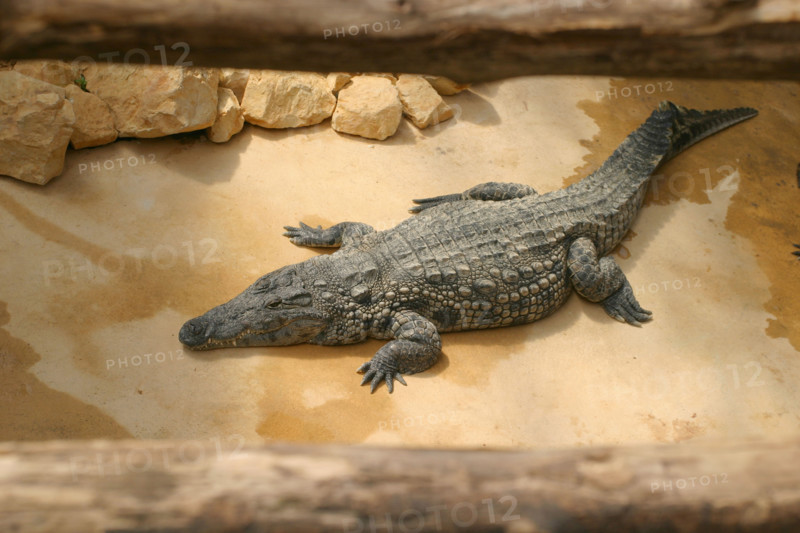 France, Normandie, Manche, baie du Mont-Saint-Michel, beauvoir, Alligator Bay, reptilarum, crocodiles: reptiles, caimans,