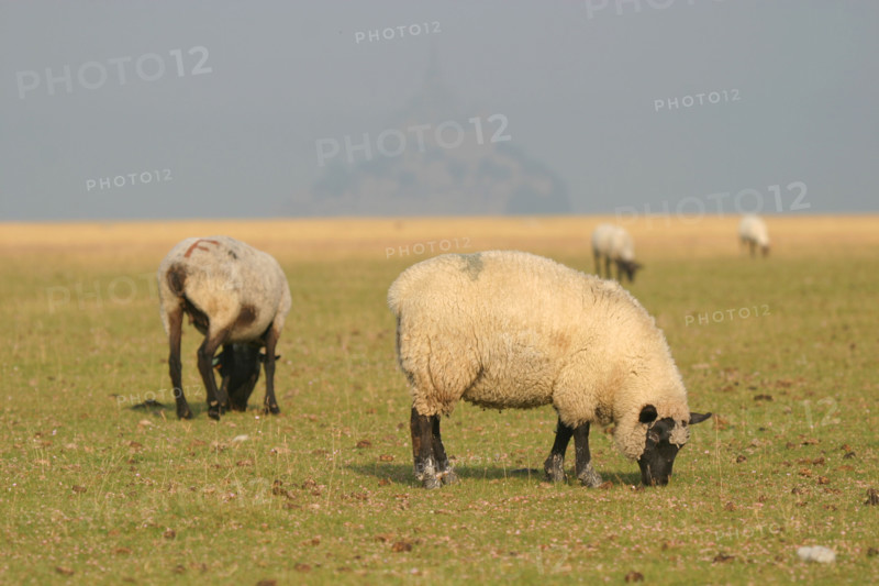 France, Normandie, Manche, baie du Mont-Saint-Michel, maree basse, vegetation, salicorne, polders, moutons, pres sales,