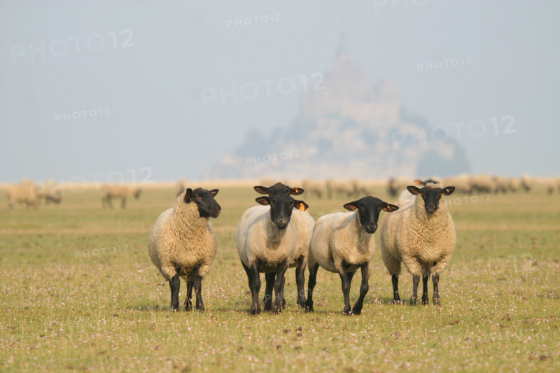 France, Basse Normandie, Manche, baie du Mont-Saint-Michel, moutons et pres sales, elevage, gastronomie, paturage,