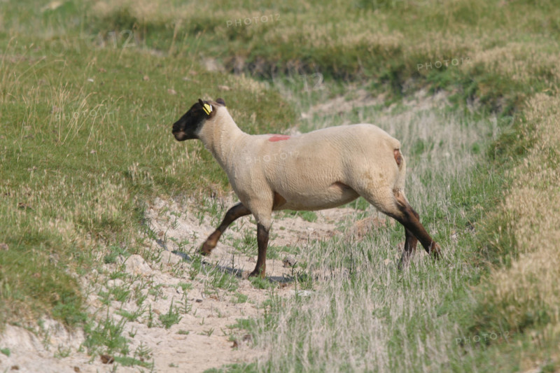 France, Basse Normandie, Manche, baie du Mont-Saint-Michel, moutons et pres sales, elevage, gastronomie, paturage,