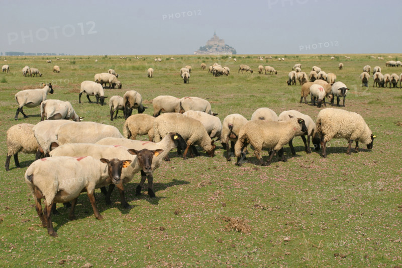 France, Basse Normandie, Manche, baie du Mont-Saint-Michel, moutons et pres sales, elevage, gastronomie, paturage,