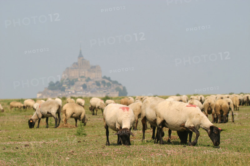 France,  MONT-SAINT-MICHEL bay
