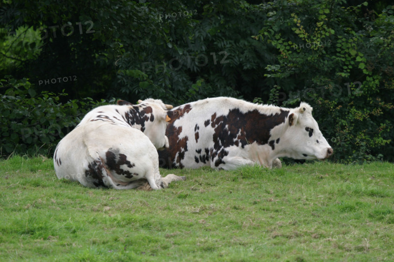 France, Basse Normandie, Manche, pays de saint lo, conde sur vire, vaches normandes, au repos dans le pre,