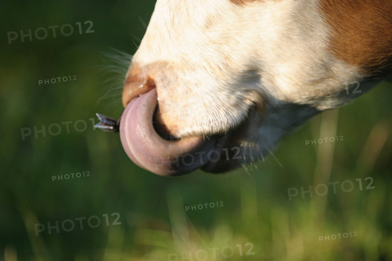 France, Normandie, Manche, vache normandese mettant la langue dans les naseaux, sartilly