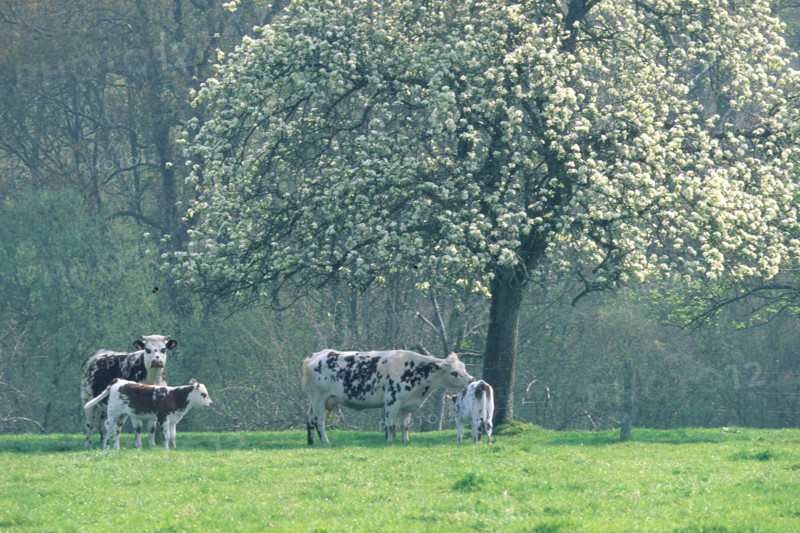 France, pays d'auge