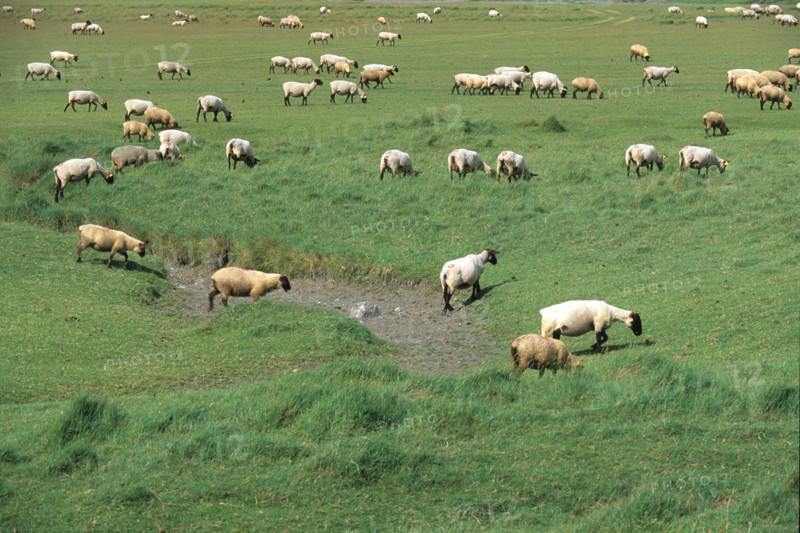 France, Normandie, Manche, baie du Mont-Saint-Michel, maree basse, vegetation, salicorne, polders, moutons, pres sales,